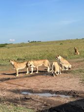 Wildlife Odyssey Mara, Naivasha, Amboseli Adventure