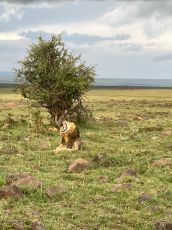 Exploring Mara, Naivasha, and Nakuru in 5 Days