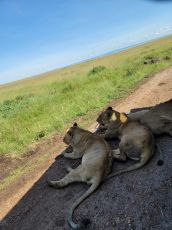 Exploring Mara, Naivasha, and Nakuru in 5 Days