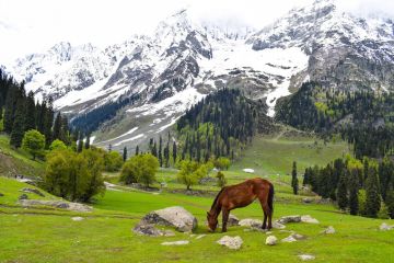 6 Days 5 Nights Kashmir Couple Tour Package by Innline Tour and Travels