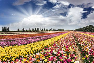 3 Days 2 Nights Srinagar Tour Package by Rose Berg Holidays