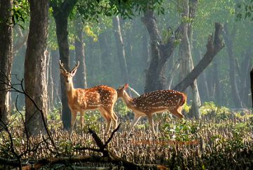 Magical 5 Days 4 Nights Sundarban, Kolkata with Gangasagar Holiday Package