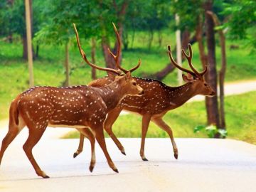 Ecstatic 4 Days Athirappilly Park Holiday Package
