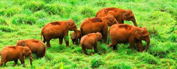 7 Days Munnar, Thekkady with Alleppey Culture Holiday Package