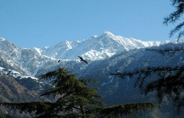 Manali Group Package
