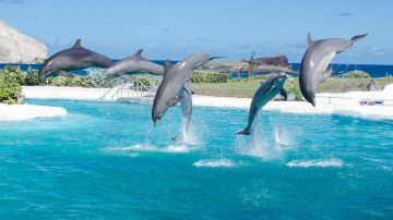 Memorable 4 Days Pattaya to Pattaya City Tour Package