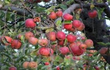 4 Days 3 Nights Katra to KASHMIR Weekend Getaways Vacation Package