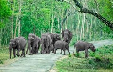 5 Days 4 Nights Mysore, Bandipur with Coorg Forest Tour Package