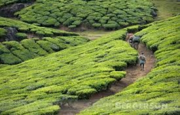 Ecstatic Munnar Hill Stations Tour Package for 3 Days from Cochin