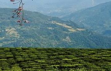 8 Days 7 Nights Darjeeling, Gangtok and Yumthang Romance Tour Package
