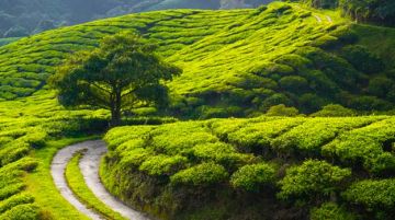 Pleasurable 3 Days 2 Nights Munnar Lake Tour Package