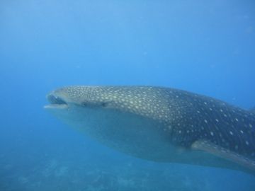 Magical 5 Days 4 Nights Maamigili Resort Tour Package