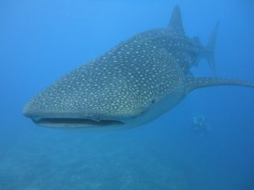 Magical 5 Days 4 Nights Maamigili Resort Tour Package