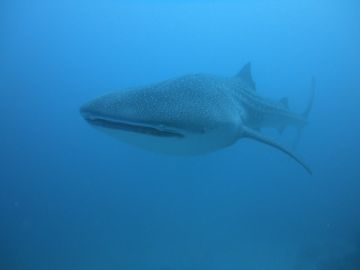 Magical 5 Days 4 Nights Maamigili Resort Tour Package