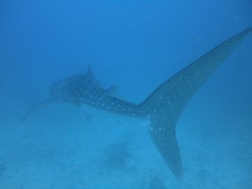 Magical 5 Days 4 Nights Maamigili Resort Tour Package