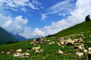 Best 7 Days India to Shimla Honeymoon Vacation Package