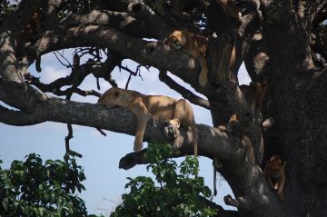 Pleasurable Ngorongoro Wildlife Tour Package for 8 Days 7 Nights