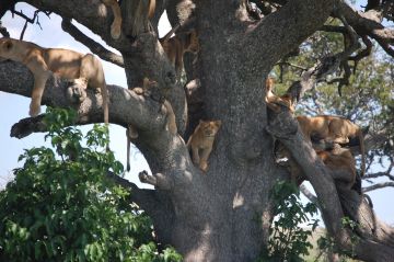 8 Days Arusha to Serengeti Tour Package