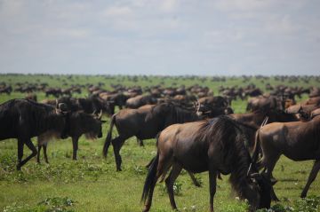 8 Days Arusha to Serengeti Tour Package