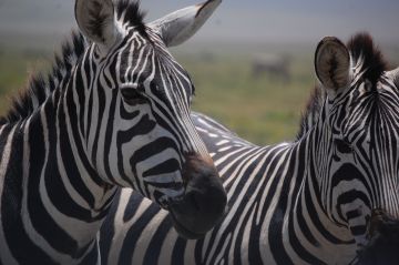 Pleasurable Ngorongoro Wildlife Tour Package for 8 Days 7 Nights