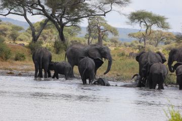 8 Days Arusha to Serengeti Tour Package