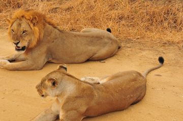 2days/1night Mikumi National Park