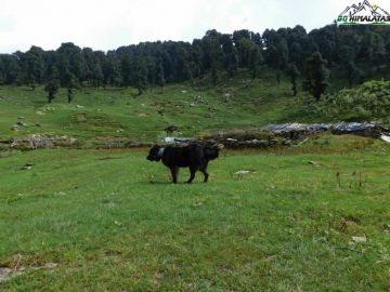 4 Days Chopta with Chandrisla Trek Vacation Package