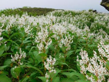 2 Days 1 Night RisikeshHaridwar to Chenap Valley Trek Trip Package