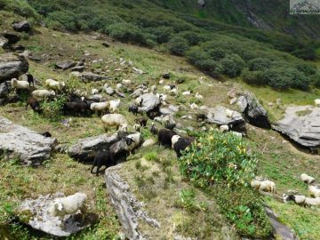 2 Days 1 Night RisikeshHaridwar to Chenap Valley Trek Trip Package