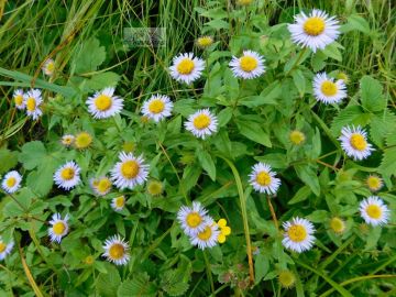 2 Days 1 Night RisikeshHaridwar to Chenap Valley Trek Trip Package