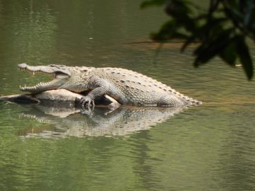 Ecstatic 5 Days 4 Nights Munnar Wildlife Trip Package