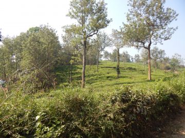 Ecstatic 5 Days 4 Nights Munnar Wildlife Trip Package