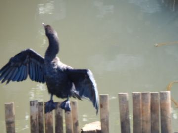 Ecstatic 5 Days 4 Nights Munnar Wildlife Trip Package