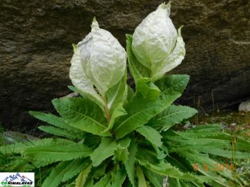 Pleasurable 11 Days Kheerganga Honeymoon Trip Package