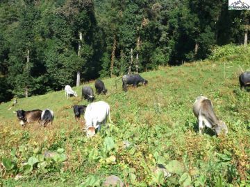 Heart-warming 2 Days Dehradun to Nagtibba Top Nature Trip Package