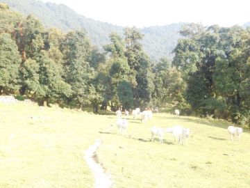 Heart-warming 2 Days Dehradun to Nagtibba Top Nature Trip Package