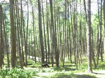 Beautiful 8 Days Dehradun to Dhaula Camp Tour Package