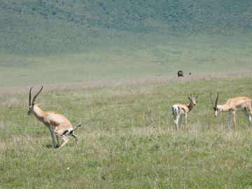 Pleasurable 6 Days 5 Nights Ngorongoro with Serengeti Vacation Package