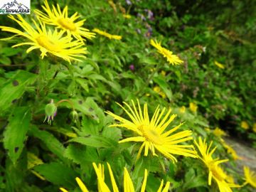 Pleasurable 6 Days Rishikesh Religious Holiday Package