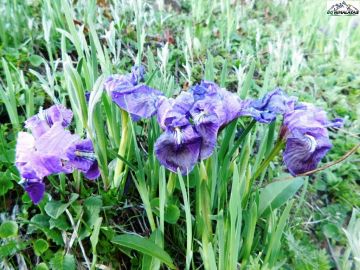 5 Days 4 Nights Hampta Pass Snow Tour Package