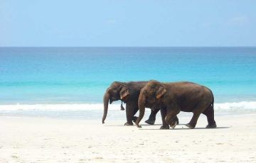 Beautiful 6 Days 5 Nights Port Blair with Havelock Vacation Package