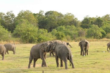 Beautiful 7 Days 6 Nights Colombo Tour Package