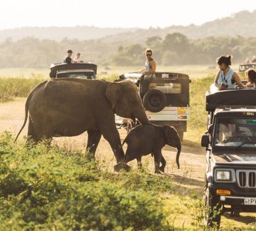 Best 8 Days Negombo to Sigiriya Culture and Heritage Tour Package