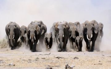 11 Days Nairobi, Samburu, Masai Mara with Amboseli Nature Vacation Package