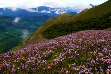 Ecstatic 3 Days Munnar Beach Trip Package