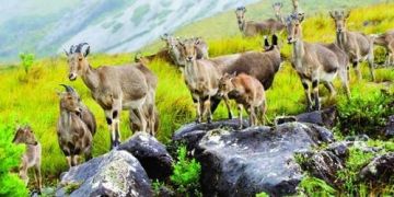 6 Days 5 Nights Munnar, Thekkady, Alleppey and Cochin Friends Holiday Package