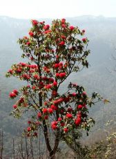 Memorable 7 Days Haa Valley Offbeat Holiday Package