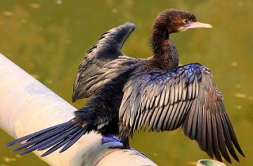 Heart-warming 8 Days 7 Nights Thekkady Culture Trip Package