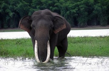 Heart-warming 8 Days 7 Nights Thekkady Culture Trip Package