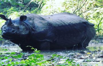 Beautiful 7 Days 6 Nights Kathmandu with Chitwan Tour Package